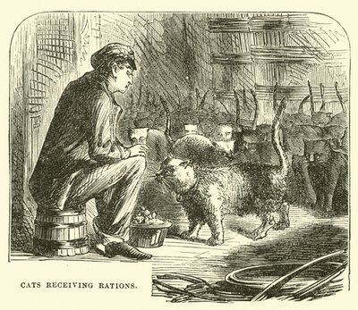 Rasyon alan kediler by English School