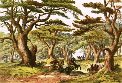 Lübnan Sedirleri by English School