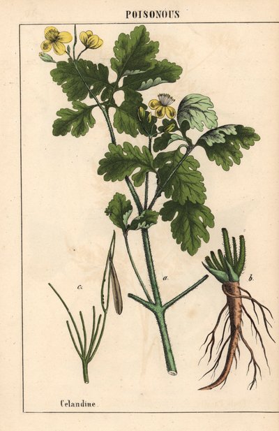 Sarı çiçekler ve kökler gösteren kırlangıçotu.   , "Öğretici Resimli Kitap veya Sebze Dünyasından Dersler"den [Charlotte Mary Yonge], Edinburgh by English School