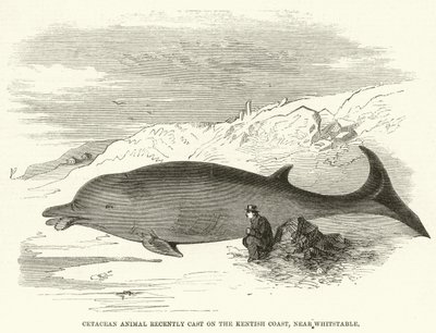Cetacean Animal yakın zamanda Kentish Coast