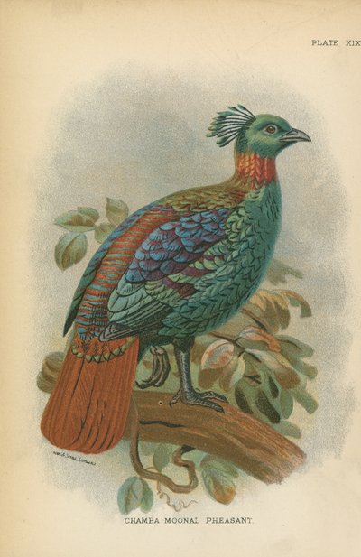 Chamba Ay Sülün by English School