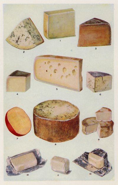Cheddar; Gorgonzola; Double Gloster; Parmesan; Gruyere; Rokfor; Dutch; Stilton; Camembert; St Ives; Krema (renkli lito) by English School