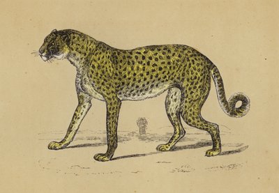 Chetah (renkli lito) by English School