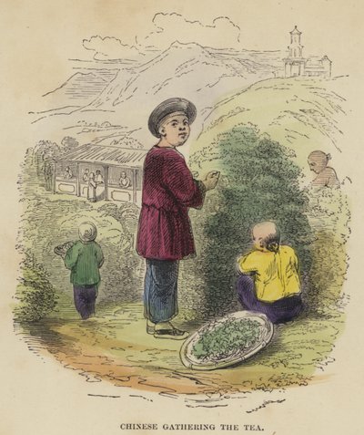 Çayı toplayan Çinliler (renkli gravür) by English School