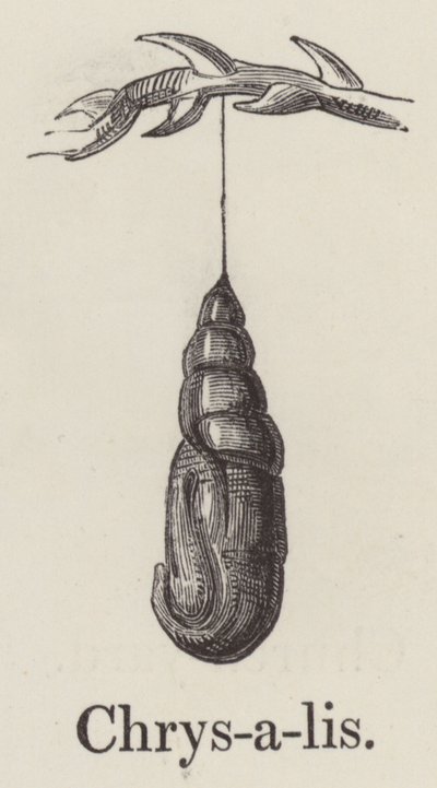 Chrysalis (gravür) by English School