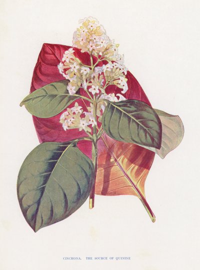 Cinchona (renkli lito) by English School