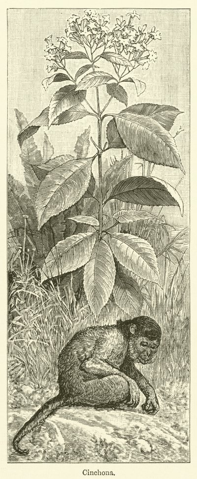 Cinchona (gravür) by English School