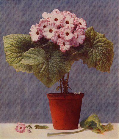 Cineraria (fotogravür) by English School