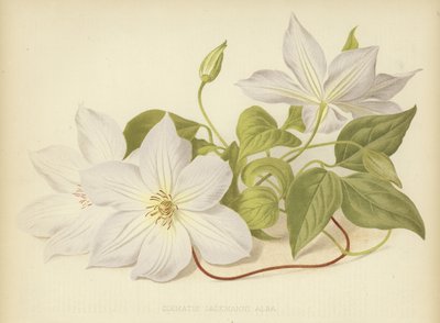 Akasma Jackmanii Alba by English School