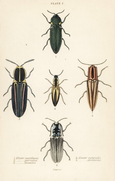 Klik böceği: Far elater, Pyrophorus noctilucus 1, Chalcolepidius porcatus 2, çizgili klik böceği, Agriotes lineatus 3, Elater suturalis 4 ve Semiotus Differentus 5 by English School