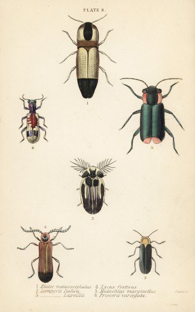 Tıklama böcekleri: Melanoxanthus melanocephalus 1, Luciola italica 2, Lampyris latreillii 3, Lycus festivus 4, yumuşak kanatlı çiçek böceği, Clanoptilus marginellus 5 ve Priocera variergata 6 by English School