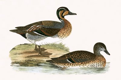 Clucking Teal, Charles Robert Bree (1811-86) tarafından 
