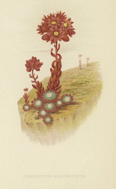 örümcek ağı by English School