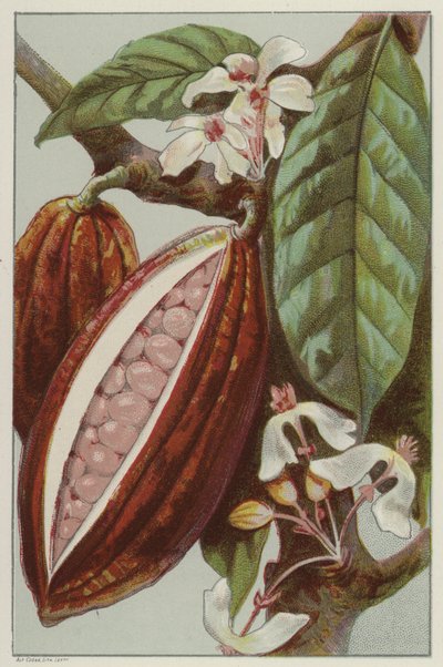 Bir bakla (chromolitho) içini gösteren kakao çiçekleri ve baklaları by English School