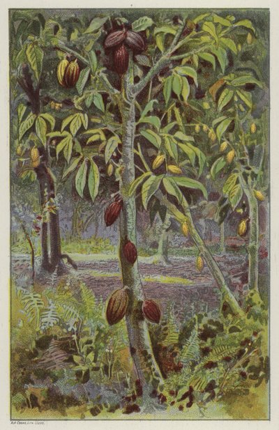 Kakao ekimi, Trinidad (chromolitho) by English School