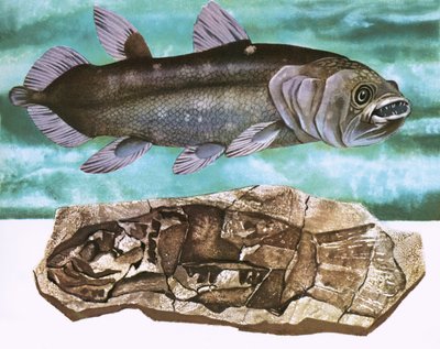 Coelacanth ve fosili by English School