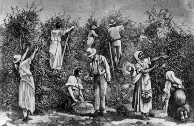 kahve hasadı by English School