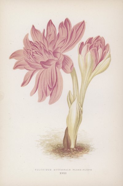 Colchicum Autumnale Flore-pleno (renkli lito) by English School