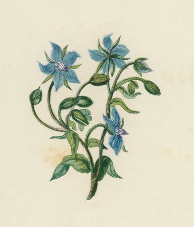 Adi Borage, Borago Officinalis (renkli taş) by English School