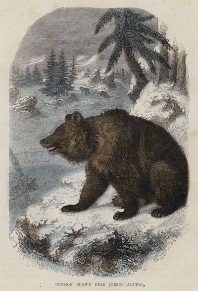 Ortak Boz Ayı, Ursus Arctos (renkli gravür) by English School