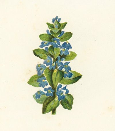 Bayağı Böcek, Ajuga Reptans (renkli lito) by English School