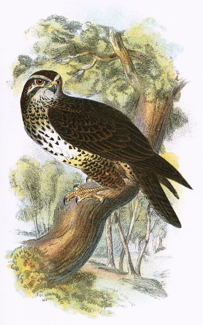 Ortak şahin by English School