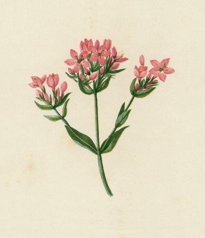 Bayağı Kantaron, Erythraea Centaurium (renkli lito) by English School