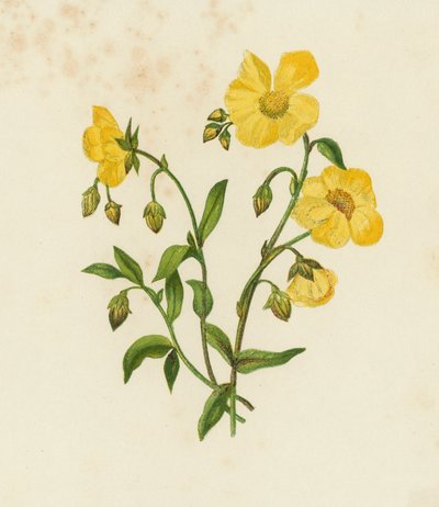 Ortak Cistus; veya, Rock Rose, Helianthemum Vulgare (renkli taş) by English School