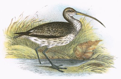 Ortak Curlew by English School