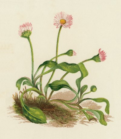 Yaygın Papatya, Bellis Perennis (renkli lito) by English School