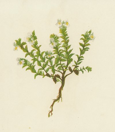 Yaygın Eyebright, Euphrasia Officinalis (renkli lito) by English School