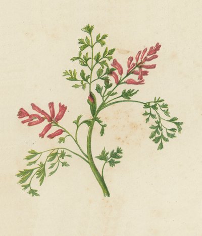 Adi Fumitory, Fumaria Officinalis (renkli lito) by English School