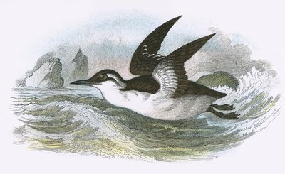 Ortak Guillemot by English School