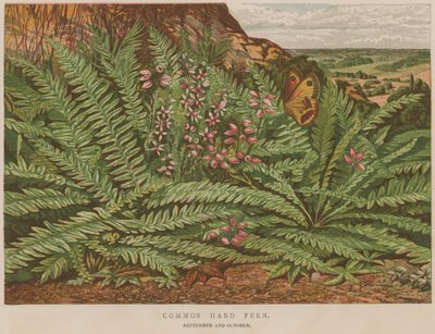 Ortak Sert Eğreltiotu by English School