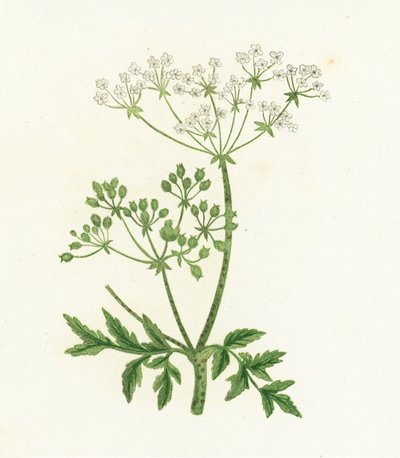 Ortak Hemlock, Conium Maculatum by English School