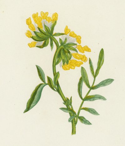 Adi Fiğ, Anthyllis Vulneraria (renkli litho) by English School