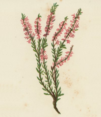 Ortak Ling veya Heath, Calluna Vulgaris (renkli lito) by English School