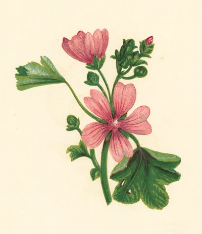 Bayağı Ebegümeci, Malva Sylvestris (renkli lito) by English School