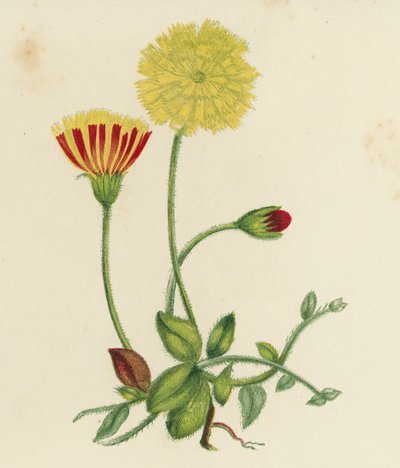 Yaygın Fare Kulaklı Şahin Otu, Hieracium Pilosella (renkli lito) by English School