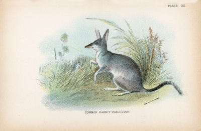 Ortak Tavşan-Bandicoot by English School