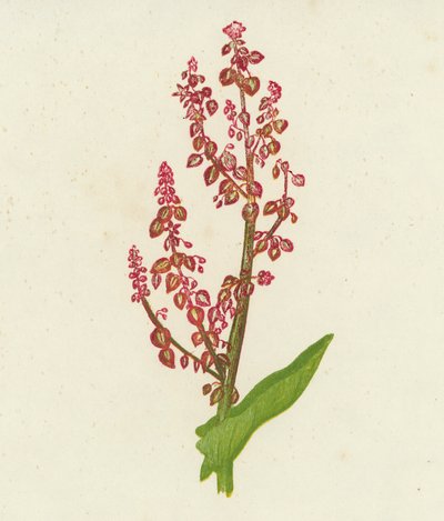 Kuzukulağı, Rumex Acetosa (renkli lito) by English School