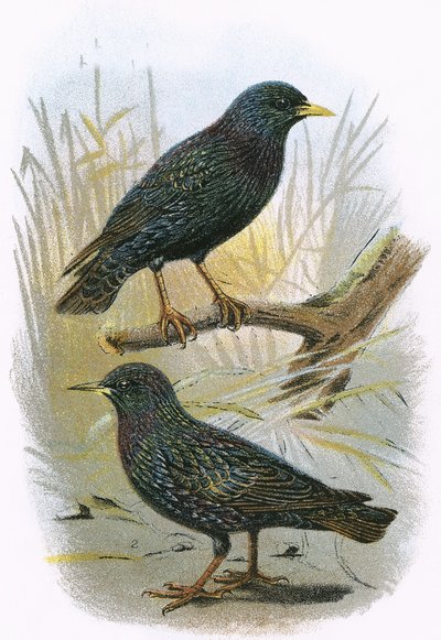 Common Starling (top) and Intermediate Starling (bottom) by English School