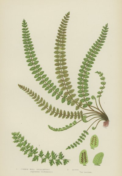Ortak Duvar Spleenwort (renkli taş) by English School