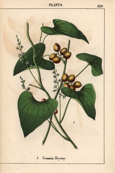 Altın çilek ile ortak bryony. Bryonia alba   , "Öğretici Resimli Kitap veya Sebze Dünyasından Dersler"den [Charlotte Mary Yonge], Edinburgh by English School