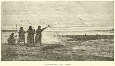 Conibos ateş eden kaplumbağa by English School