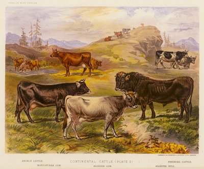 Kıta Sığırları (renkli lito) by English School