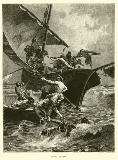mercan balıkçılığı by English School
