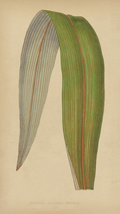 Cordyline (Dracaena) Bölünmemiş by English School