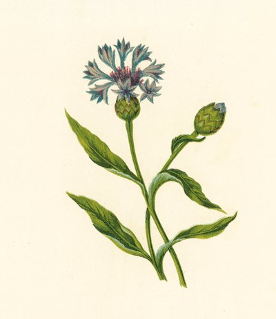 Mısır Mavisi-Şişe, Centaurea Cyanus (renkli lito) by English School