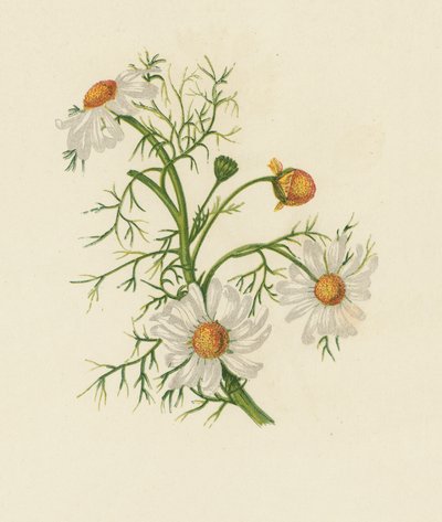 Mısır Feverfew, Pyrethrum Inodorum (renkli taş) by English School